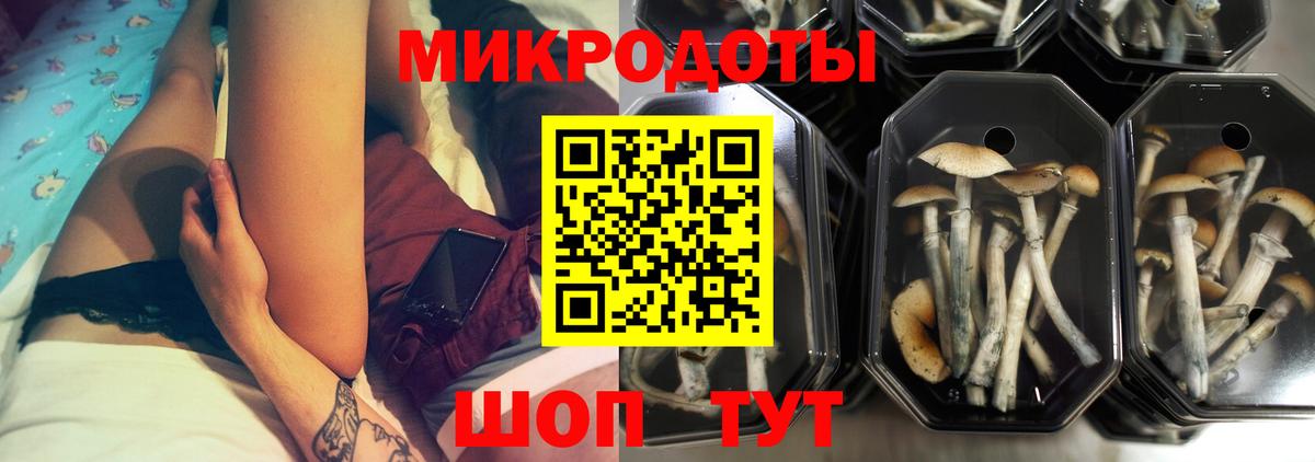 Псилоцибиновые грибы Psilocybe Моздок